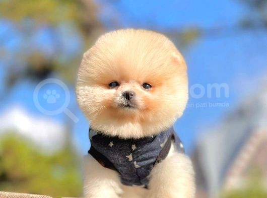 Pomeranian Teddy Bear