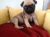 Siyah Ve Krem Pug Mops Bebekler
