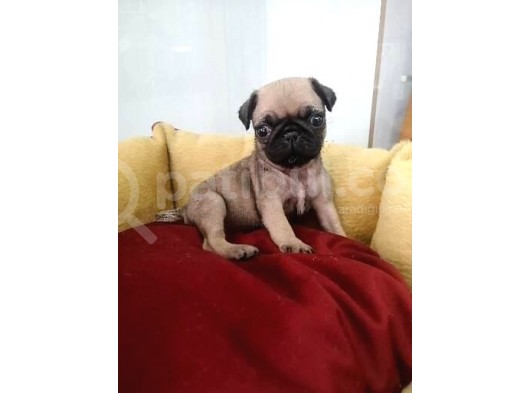 Siyah Ve Krem Pug Mops Bebekler görsel