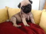 Siyah Ve Krem Pug Mops Bebekler