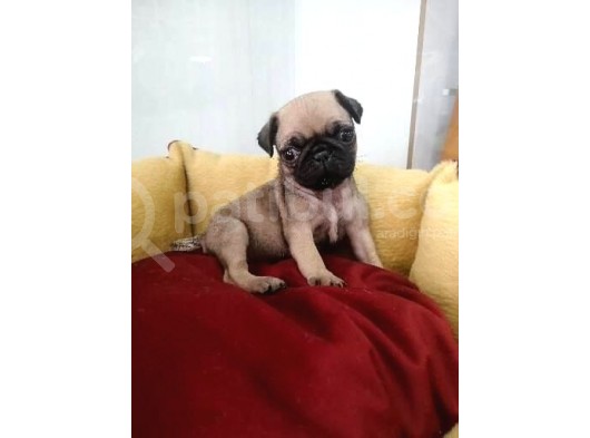 Siyah Ve Krem Pug Mops Bebekler