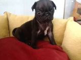 Siyah Ve Krem Pug Mops Bebekler