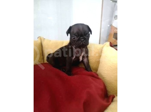 Siyah Ve Krem Pug Mops Bebekler görsel