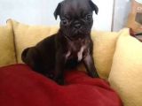 Siyah Ve Krem Pug Mops Bebekler