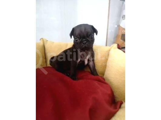 Siyah Ve Krem Pug Mops Bebekler görsel