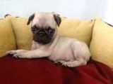 Siyah Ve Krem Pug Mops Bebekler