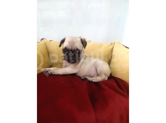 Siyah Ve Krem Pug Mops Bebekler görsel