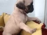 Siyah Ve Krem Pug Mops Bebekler