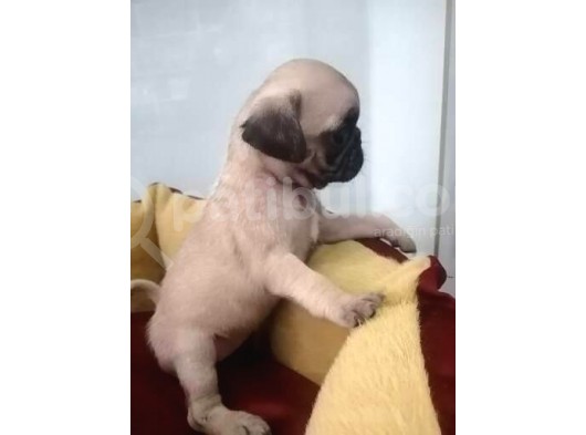 Siyah Ve Krem Pug Mops Bebekler görsel