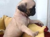 Siyah Ve Krem Pug Mops Bebekler
