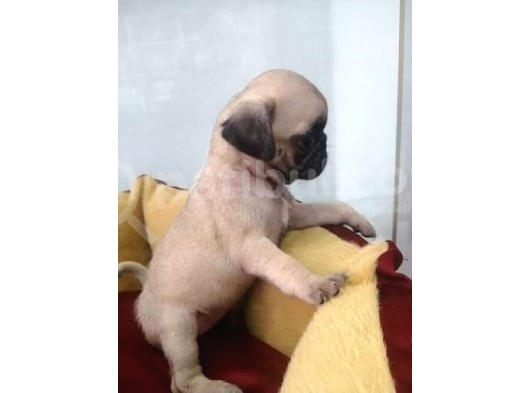 Siyah Ve Krem Pug Mops Bebekler görsel