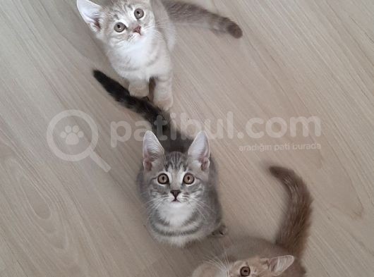 Bebekler Yeni Ailesini Arıyor görsel