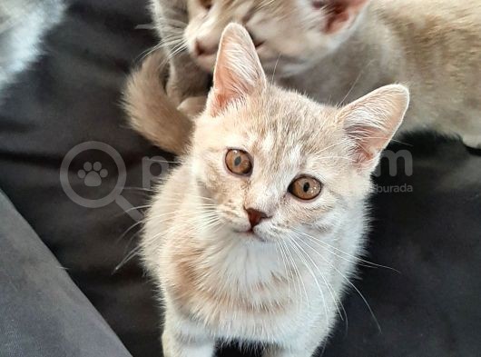 Bebekler Yeni Ailesini Arıyor görsel