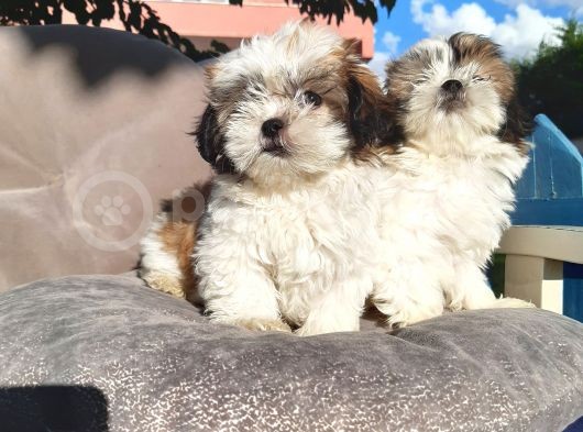 Shihtuzu A Kalite Bebekler