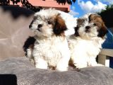 Shihtuzu A Kalite Bebekler