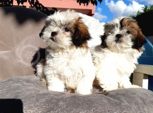 Shihtuzu A Kalite Bebekler görsel