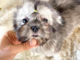 3 Aylik Di̇şi̇ Morkie