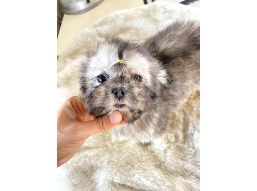 3 Aylik Di̇şi̇ Morkie görsel