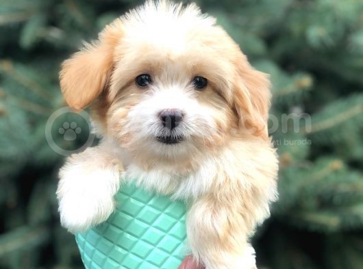 Xs Gold Morkie Yavrumuz görsel