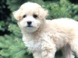 Secereli Anne Ve Babadan F1 Maltıpoo Yavrumuz