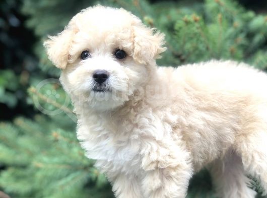 Secereli Anne Ve Babadan F1 Maltıpoo Yavrumuz görsel