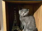 Scottish Fold Kedimiz Yeni Yuvasını Arıyor