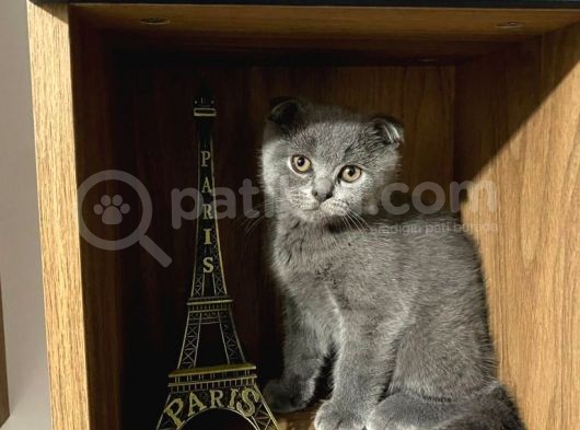 Scottish Fold Kedimiz Yeni Yuvasını Arıyor
