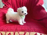 Minik Maltese Terrier