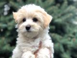 Toyface F2 Maltıpoo Yavrumuz