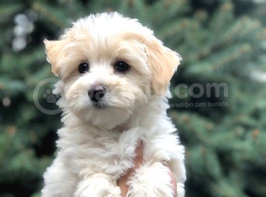 Toyface F2 Maltıpoo Yavrumuz görsel