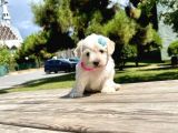 Dişi Maltese Terrier