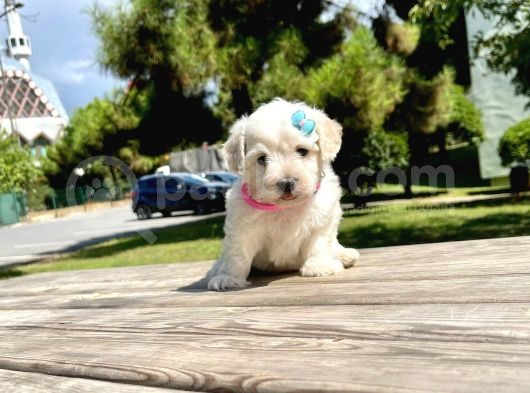 Dişi Maltese Terrier görsel