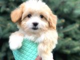 Xs Gold Morkie Yavrumuz