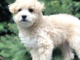 Secereli Anne Ve Babadan F1 Maltıpoo Yavrumuz