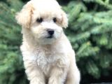 Secereli Anne Ve Babadan F1 Maltıpoo Yavrumuz