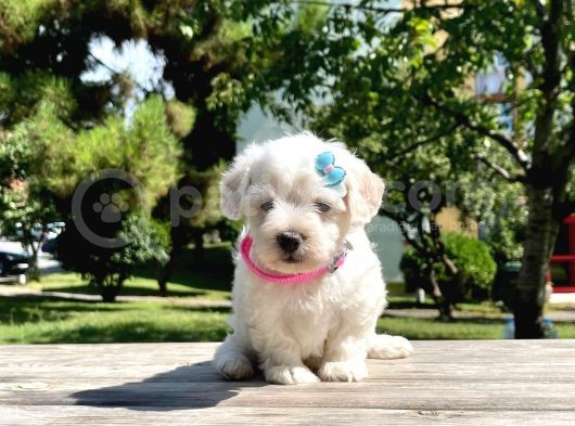 Dişi Maltese Terrier görsel