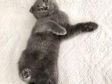 Scottish Fold Kedimiz Yeni Yuvasını Arıyor