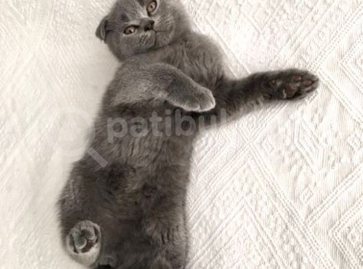 Scottish Fold Kedimiz Yeni Yuvasını Arıyor görsel