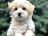 Toyface F2 Maltıpoo Yavrumuz