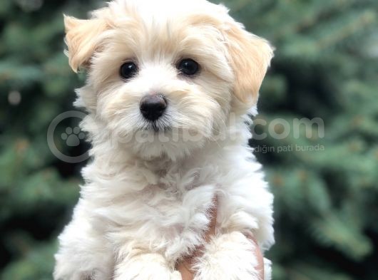 Toyface F2 Maltıpoo Yavrumuz