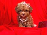 Teacup Maltipoo F2 Orjinal Yavrular