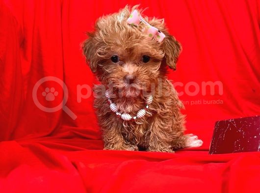 Teacup Maltipoo F2 Orjinal Yavrular görsel