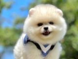 Ayıcık Beyaz Boo Pomeranian Yavrular