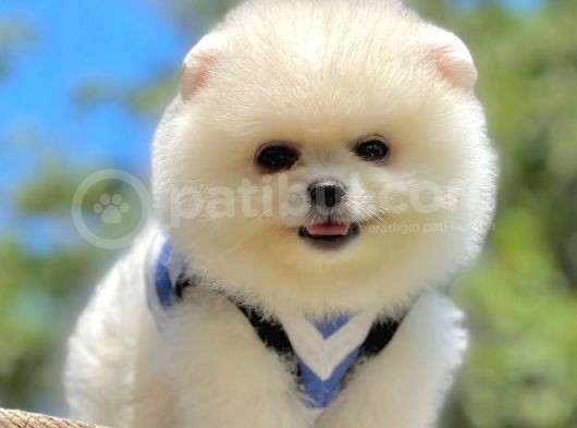 Ayıcık Beyaz Boo Pomeranian Yavrular görsel