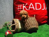 Toy Poodle Yavrularımız