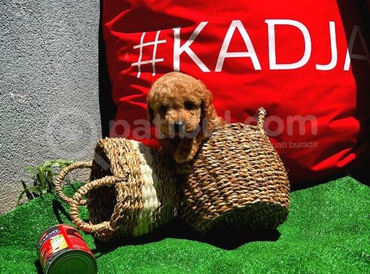 Toy Poodle Yavrularımız görsel