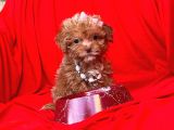 Teacup Maltipoo F2 Orjinal Yavrular