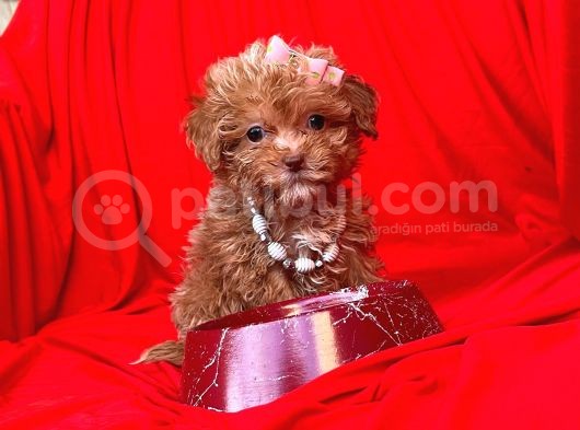 Teacup Maltipoo F2 Orjinal Yavrular