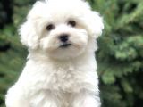 O Numara Babyface Morkie Yavrumuz