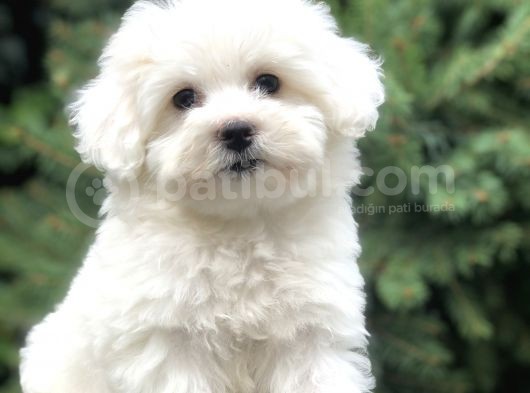 O Numara Babyface Morkie Yavrumuz görsel